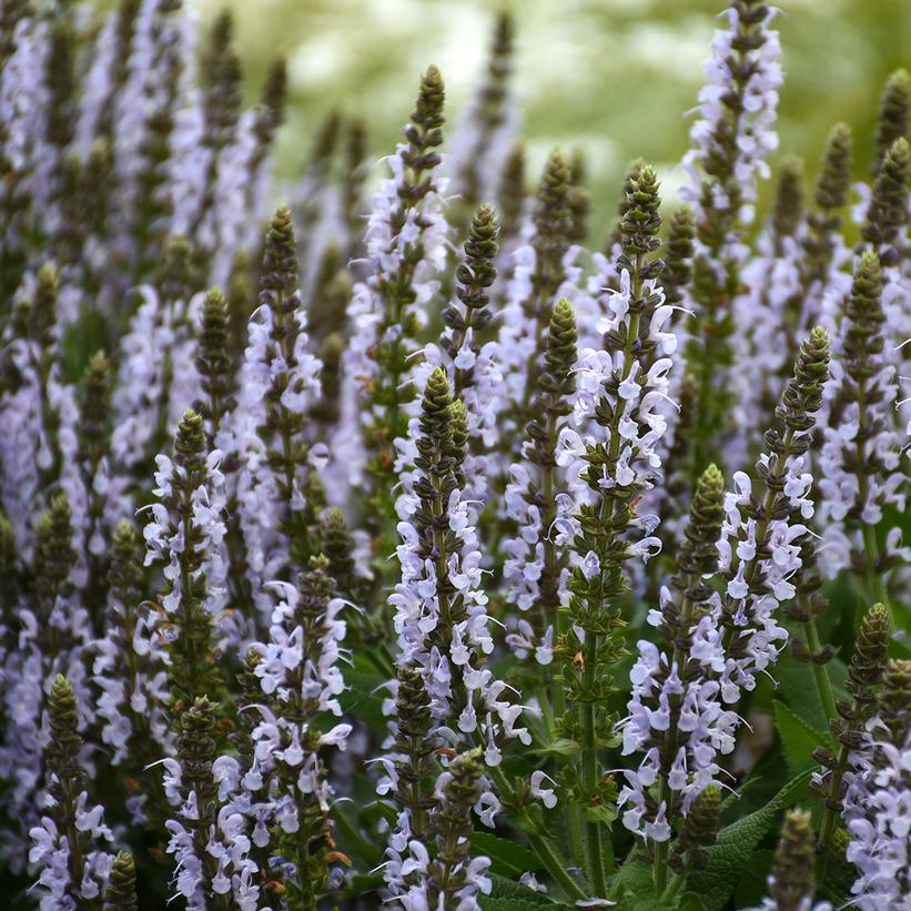 Bumblesky Meadow Sage, Perennial Sage