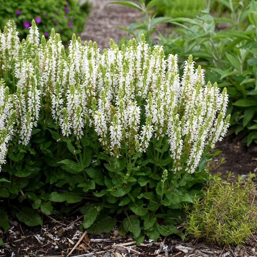 Bumblesnow Meadow Sage, Perennial Sage