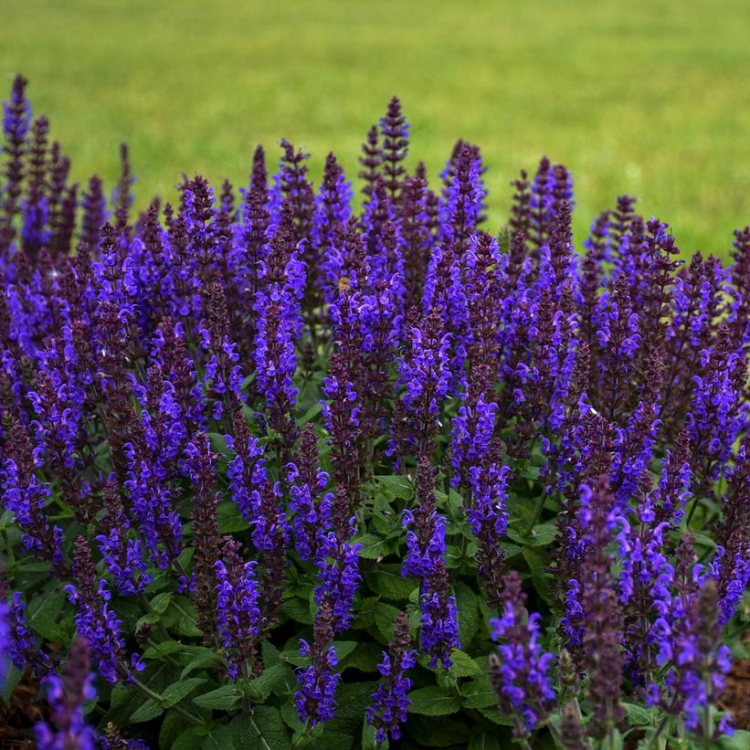 Bumbleblue Meadow Sage, Perennial Sage