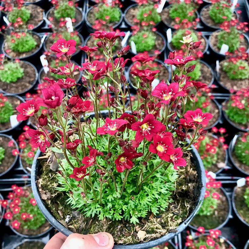 Touran™ Scarlet Saxifrage, Rockfoil