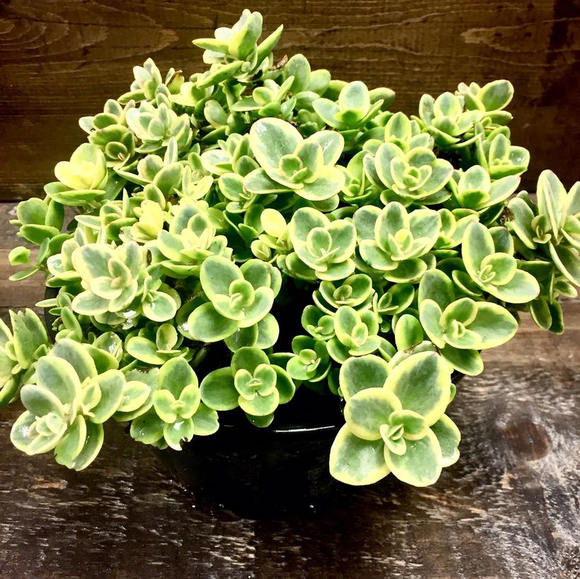 Lime Twister Stonecrop