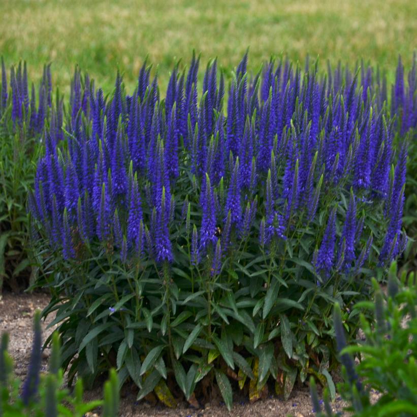 Spike Speedwell, Austrian Speedwell - Veronica x &
