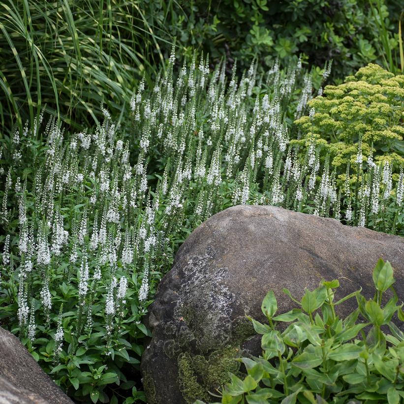Spike Speedwell, Austrian Speedwell