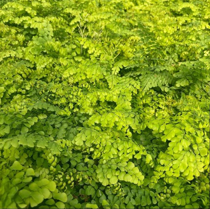 Himalayan Maidenhair Fern