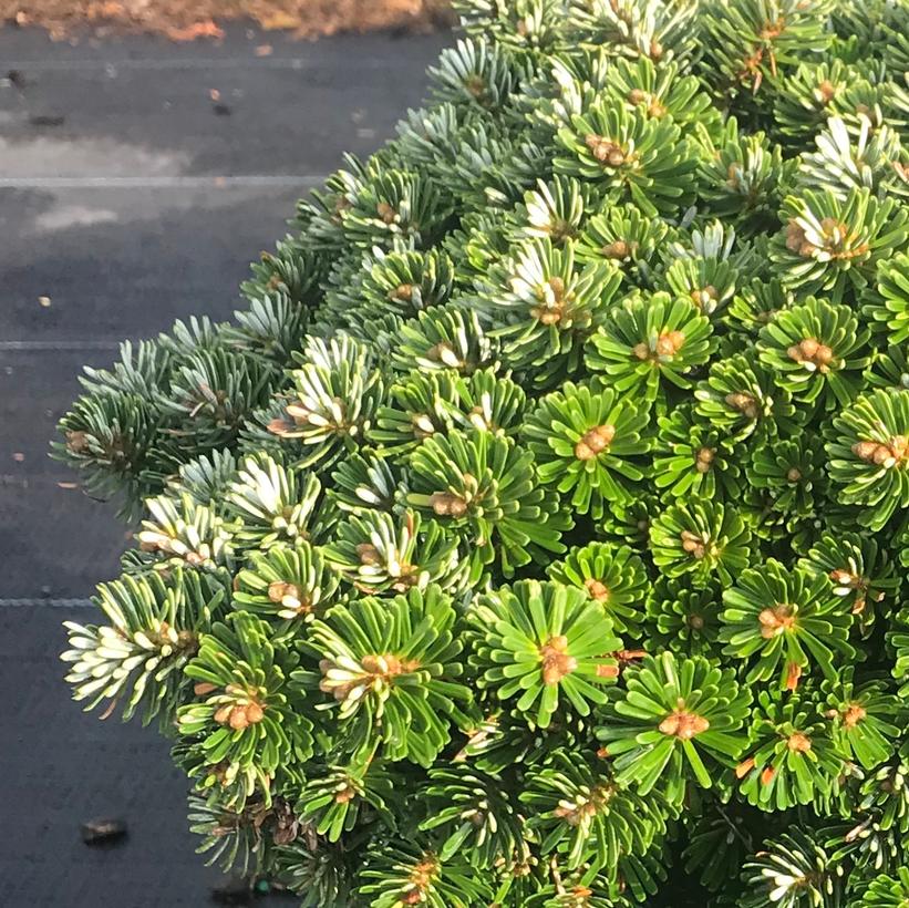 Dwarf Korean Fir