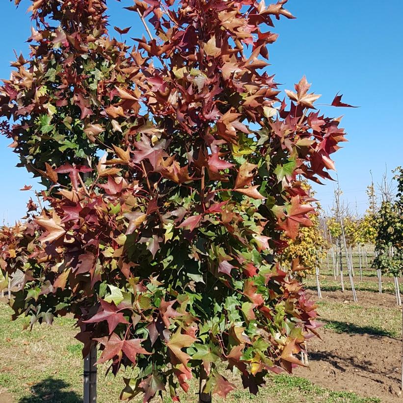 Ruby Sunset® Maple