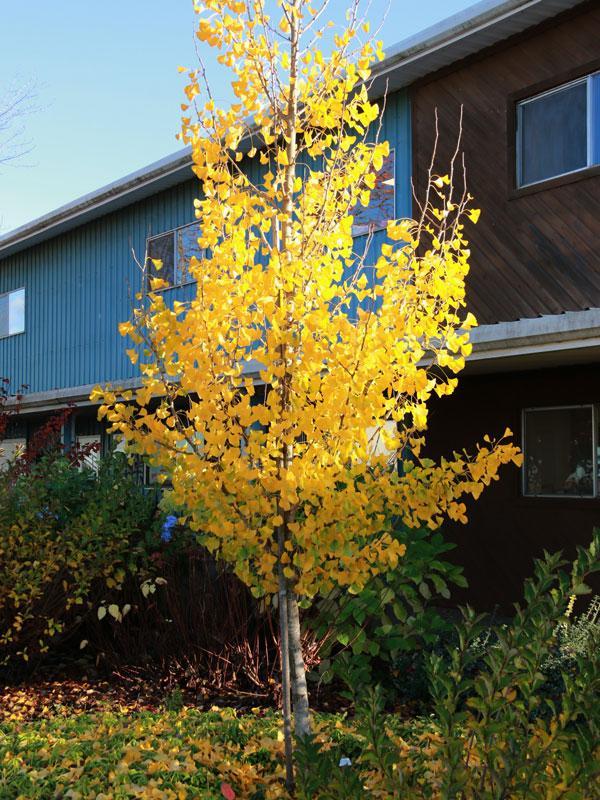 Presidential Gold® Maidenhair Tree