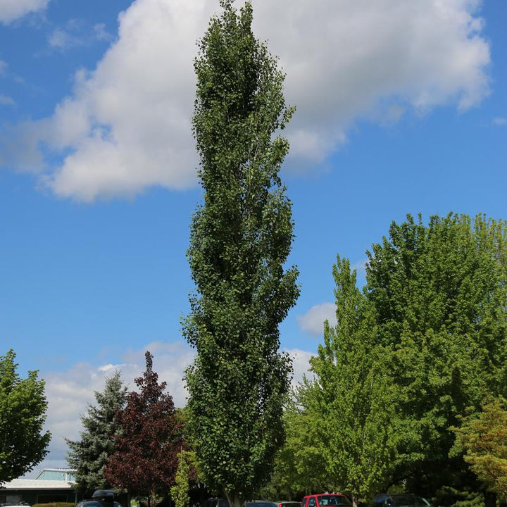 Mountain Sentinel® Poplar