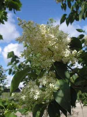 Summer Charm® Tree Lilac