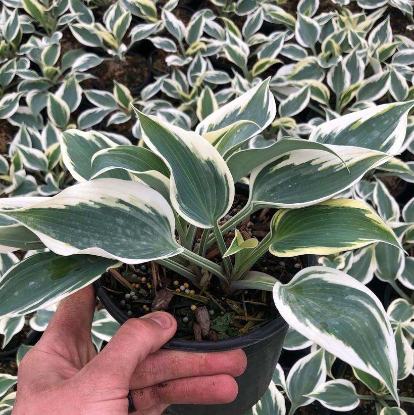 Great Escape Hosta