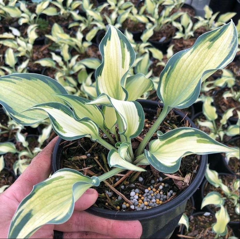 Teachers Pride Hosta