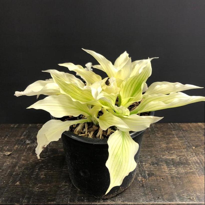 White Feather Hosta