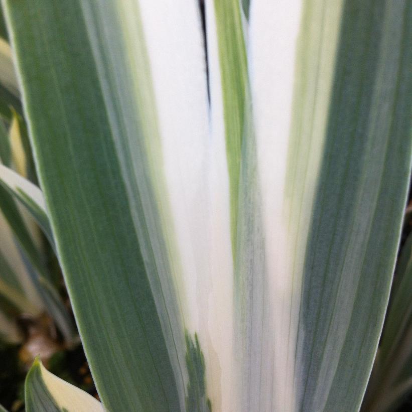 Variegated Sweet Iris, Zebra Iris, Dalmation Iris