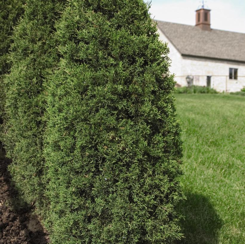 Taylor Eastern Red Cedar