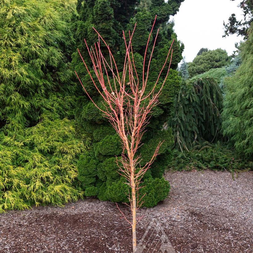 Bihou Japanese Maple
