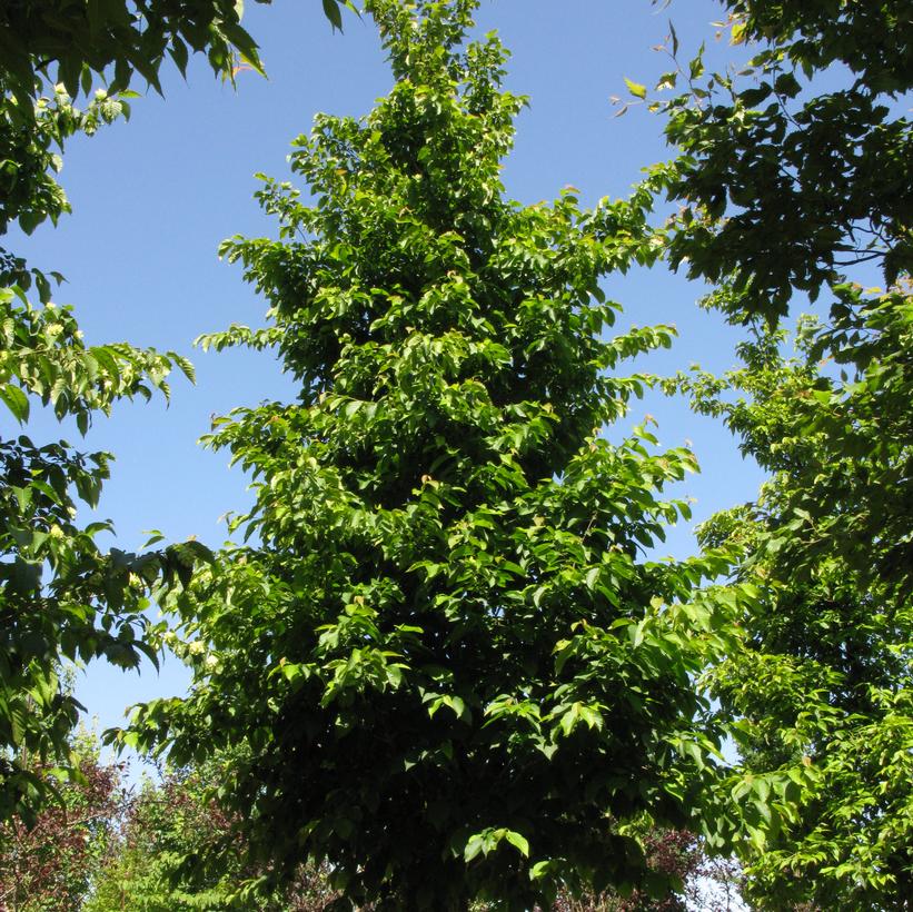 Autumn Treasure® Ironwood