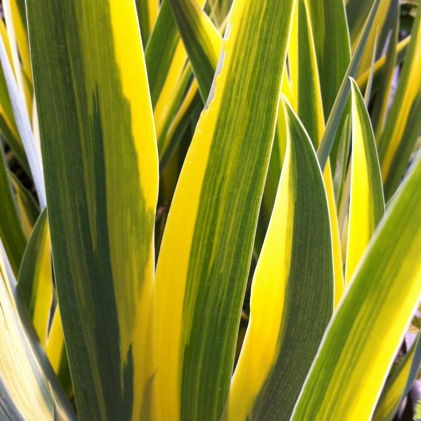 Variegated Sweet Iris, Dalmatian Iris, Zebra Iris
