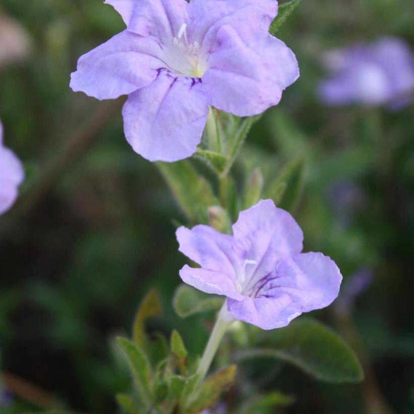 Wild Petunia