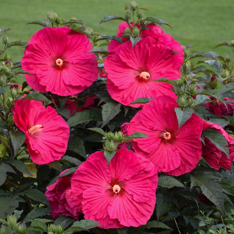 Summer in Paradise Rose Mallow