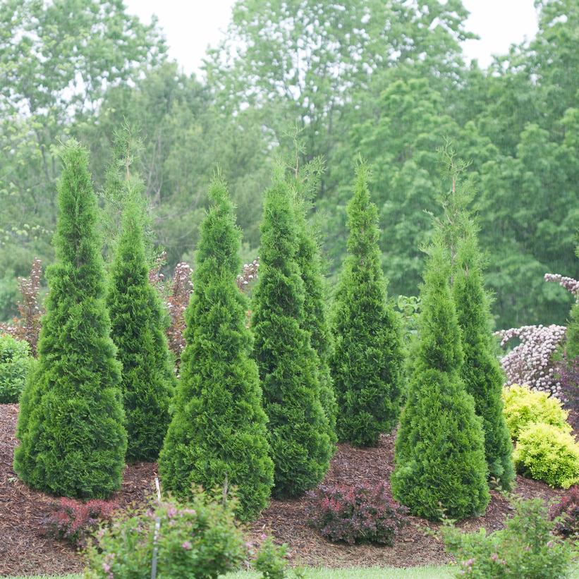 North Pole® Cedar