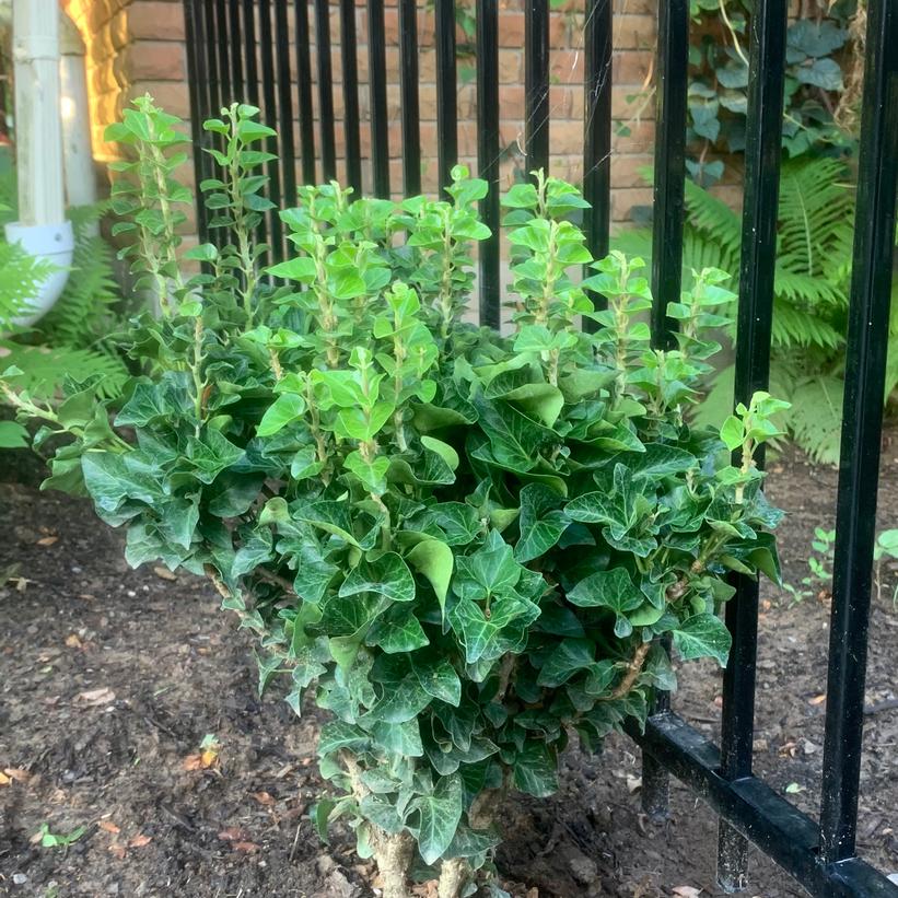 Little Fantasy English Ivy