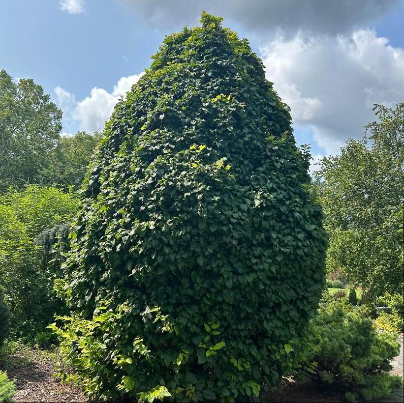 Dwarf Columnar Hornbeam