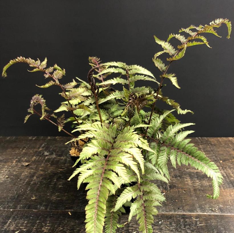 Pearly White Japanese Painted Fern