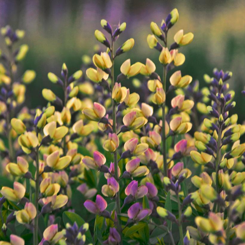 Pink Lemonade False Indigo