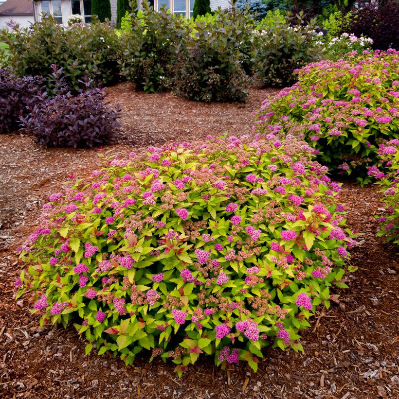 Matgold Rainbow Fizz™ Spirea