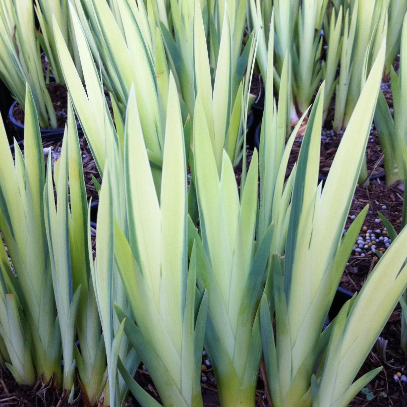 Variegated Yellow Flag Iris