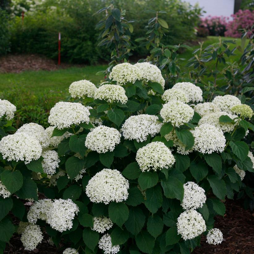 NCHA8 Invincibelle Limetta® Hydrangea