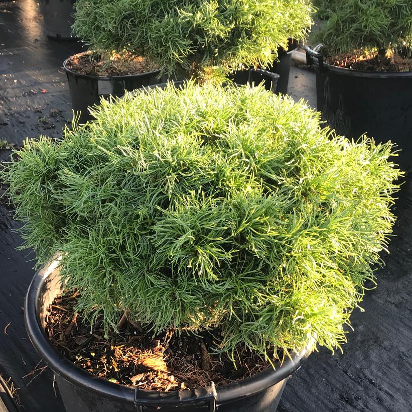 Squiggles White Pine