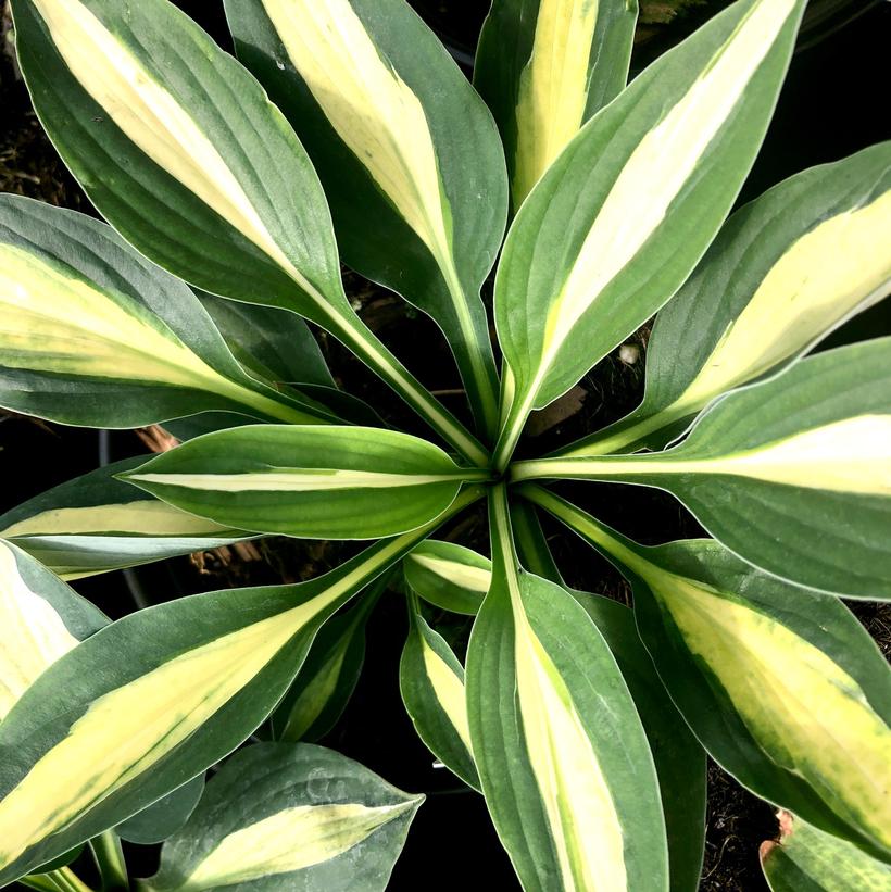 Risky Business Hosta