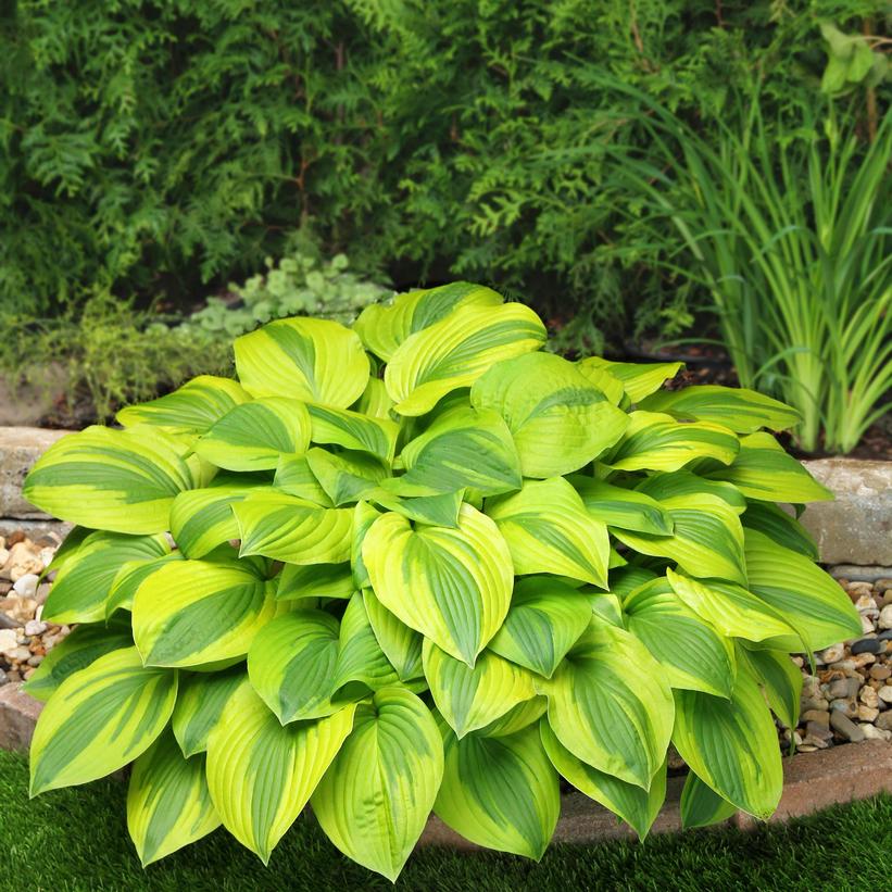 Velvet Moon Hosta