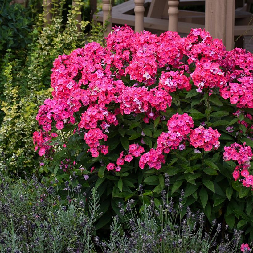 Glamour Girl Tall Garden Phlox