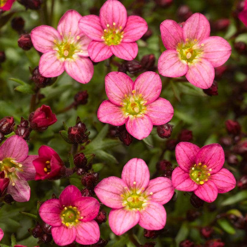 Touran™ Pink Saxifrage, Rockfoil