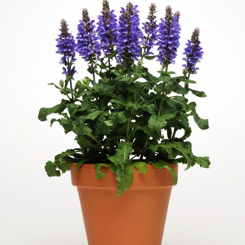 Blue Marvel Meadow Sage, Perennial Sage