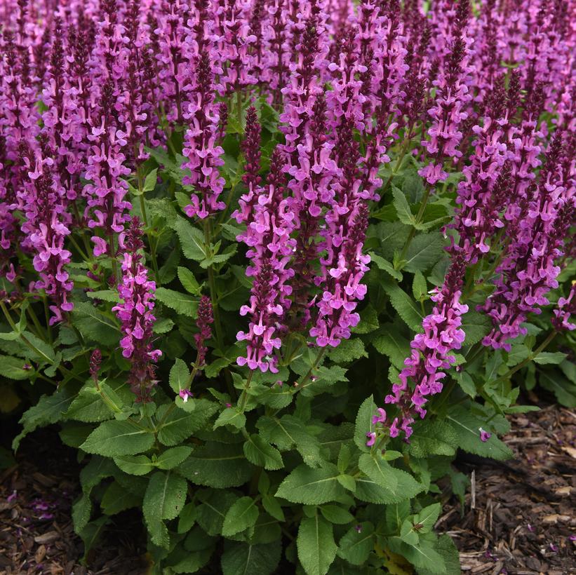 Rose Marvel Meadow Sage, Perennial Sage