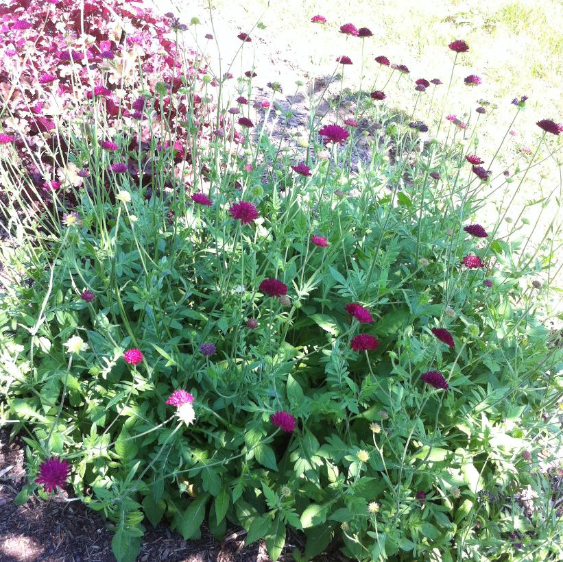 Dwarf Crimson Scabiosa, Knautia