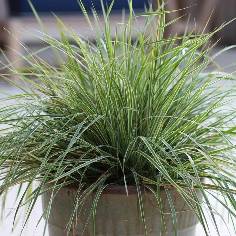 Hello Spring Reed Grass
