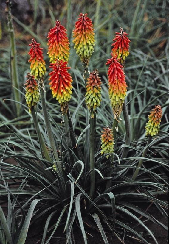 Fire Dance Red Hot Poker, Torch Flower, Tritoma