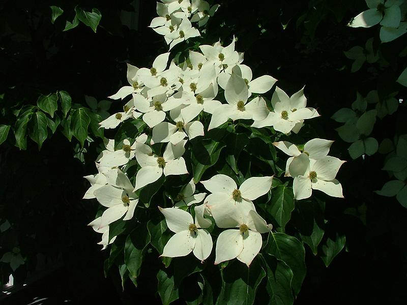 Galilean™ Dogwood