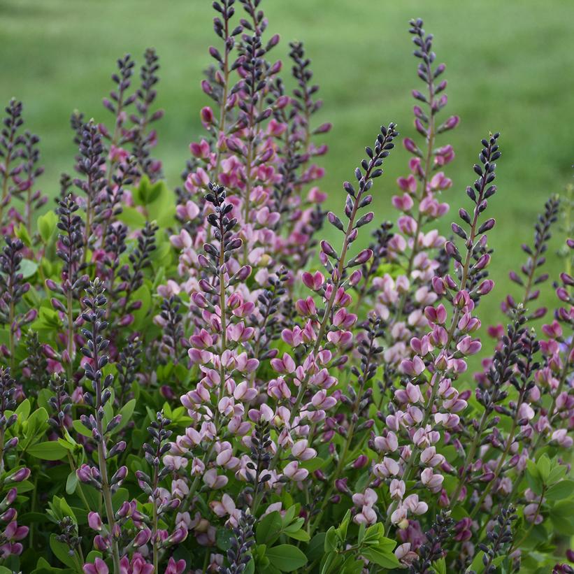 Pink Truffles False Indigo