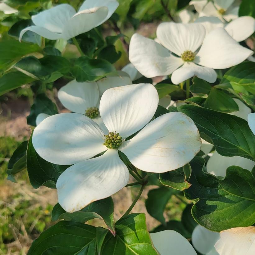 Snow Tower Dogwood