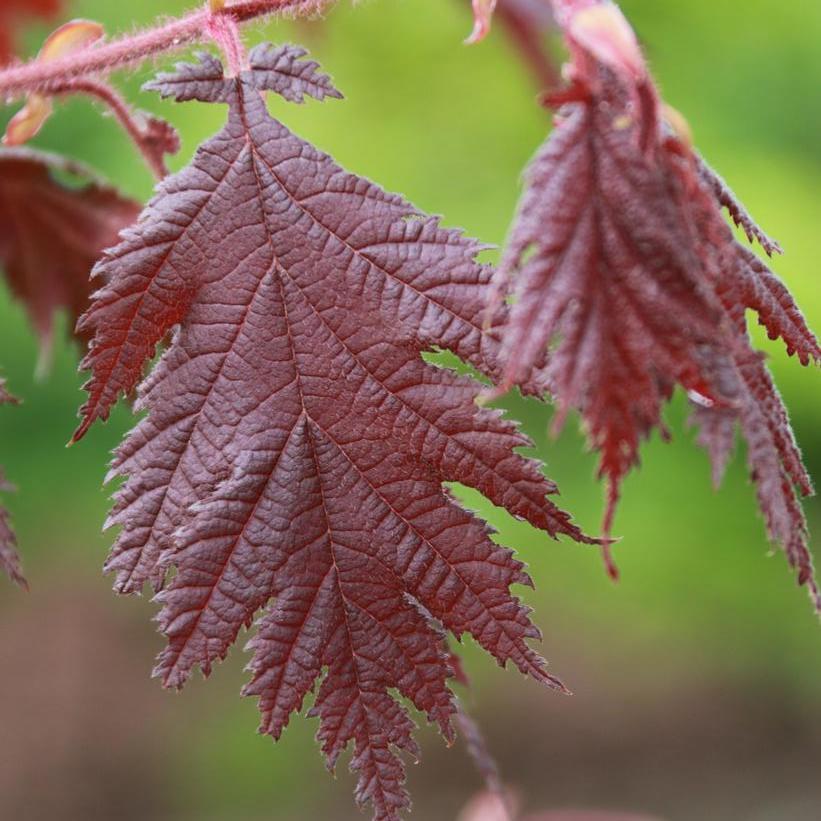 Cutleaf Hazelnut