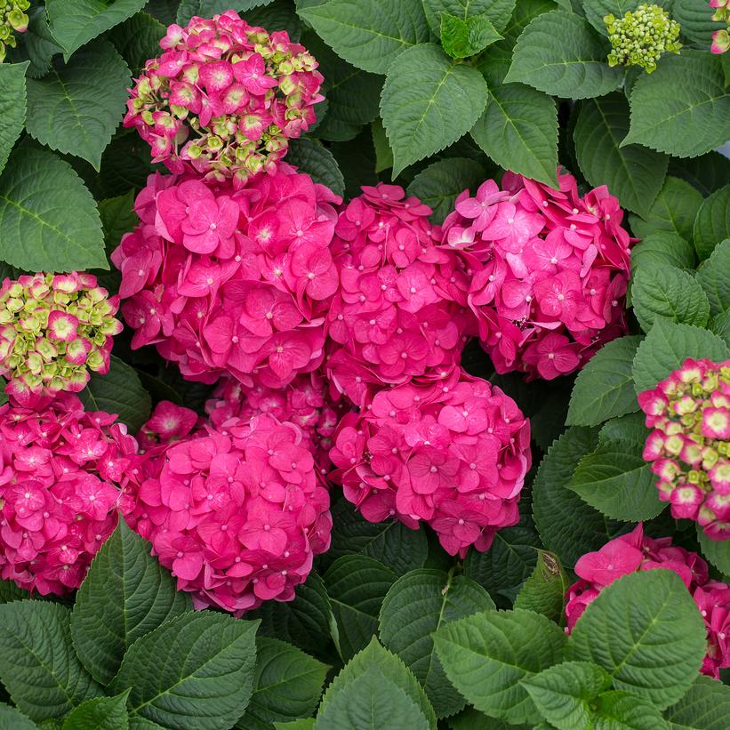 Bailmacfive Summer Crush® Hydrangea