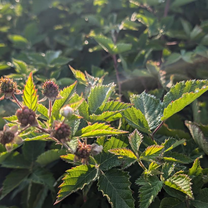 Boysenberry