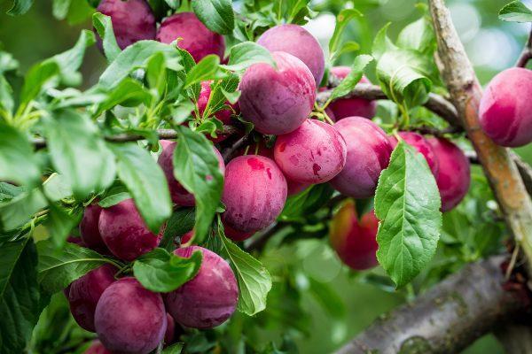 Elephant Heart Plum