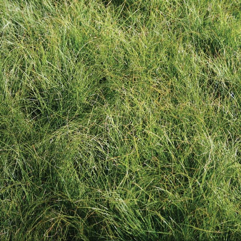 Appalachian Sedge - Carex appalachica