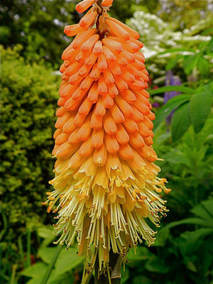 Red Hot Poker, Torch Flower, Tritoma